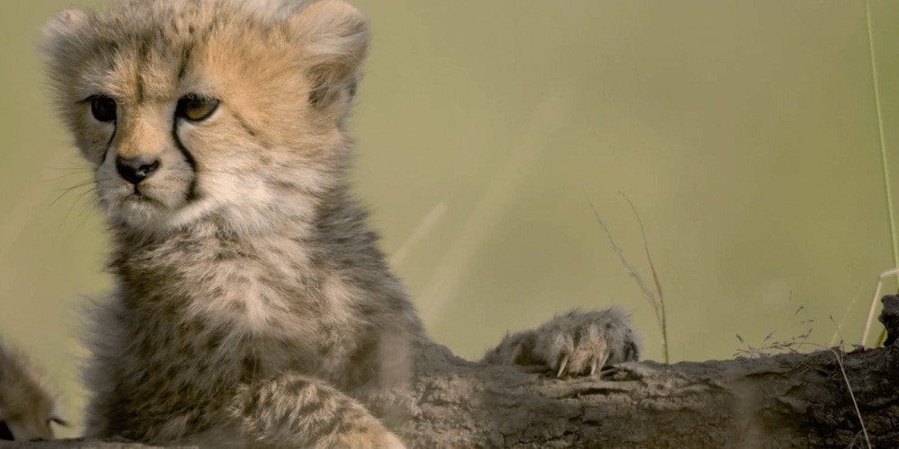 Close up of young Cheetah