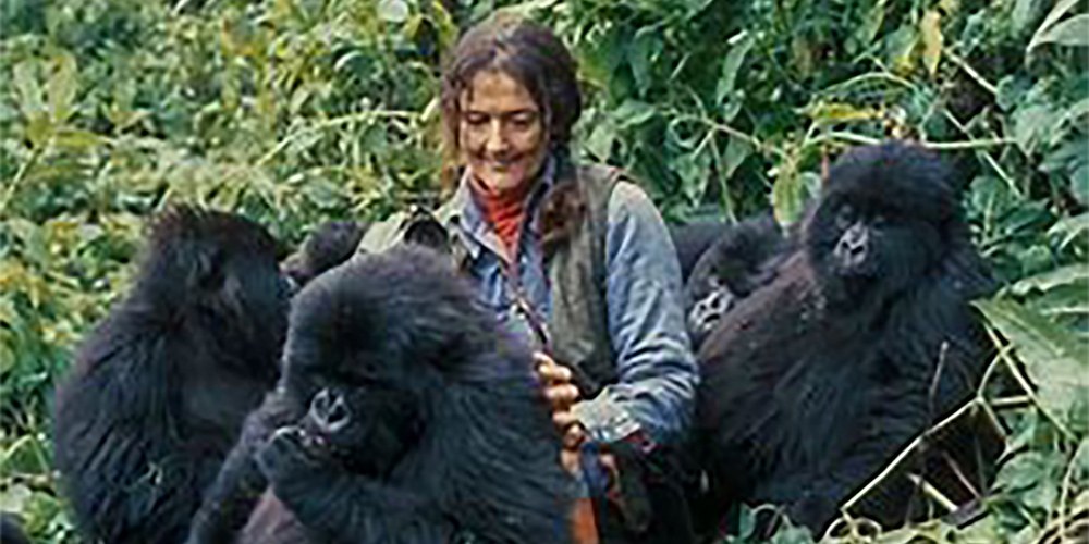 American conservationist Dian Fossey encircled by Gorillas in the jungle of Rwanda