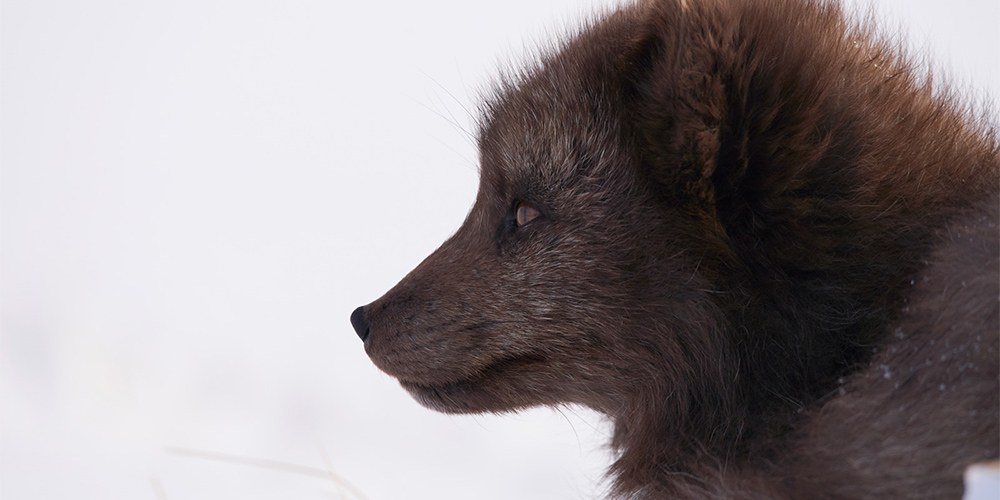 Close up picture of a rare Arctic Fox in profile against the winter, snow-covered landscape of Iceland