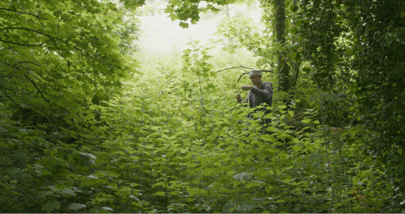 Textile artist Allan Brown foraging stinging nettles