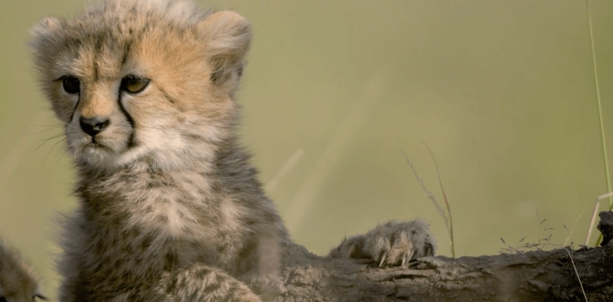 Close up of young Cheetah